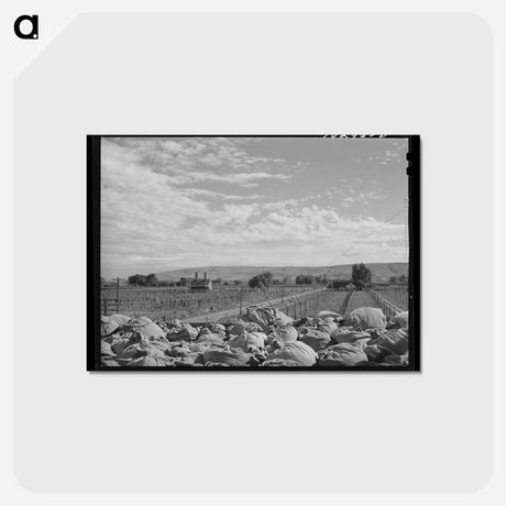 アートポストカード-Yakima Hop Fields
 - ラッセル リー Postcard.