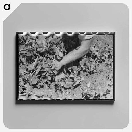 アートパネル-Picking Peas
 - ラッセル リー Canvas.