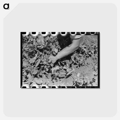アートポストカード-Picking Peas
 - ラッセル リー Postcard.