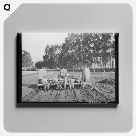 アートパネル-Guayule Seedling Transplant
 - ラッセル リー Canvas.