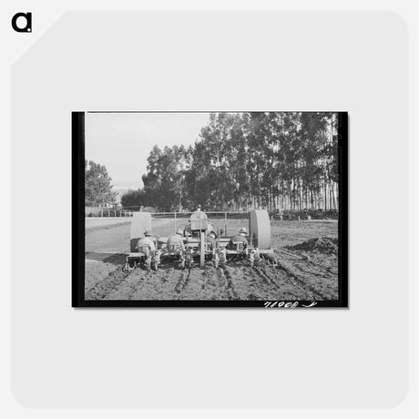 アートポストカード-Guayule Seedling Transplant
 - ラッセル リー Postcard.