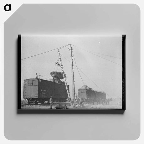 アートパネル-Sugarcane Harvest, Louisiana
 - ラッセル リー Canvas.