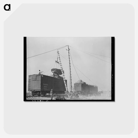 アートポストカード-Sugarcane Harvest, Louisiana
 - ラッセル リー Postcard.