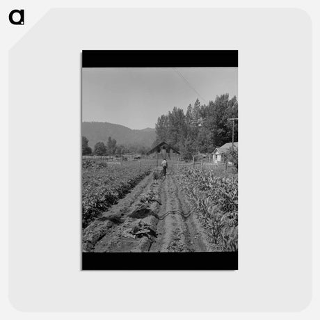 アートポストカード-Jackson County Garden
 - ラッセル リー Postcard.