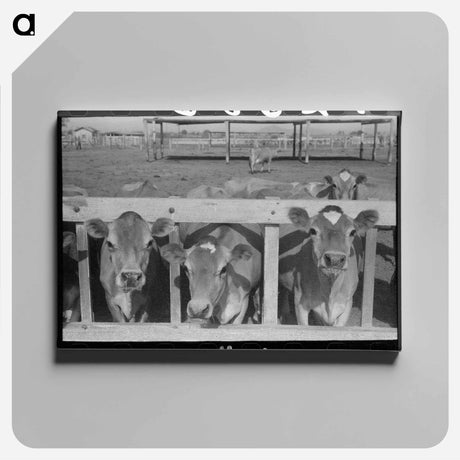 アートパネル-Dairy Cattle at the Feed Trough
 - ラッセル リー Canvas.