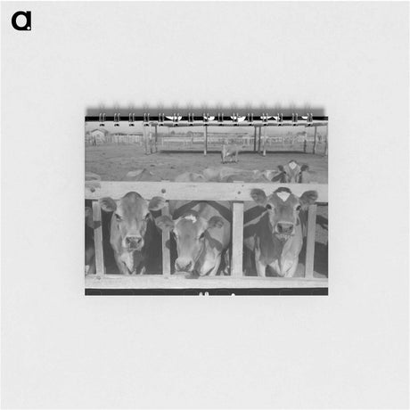 アートメモ帳-Dairy Cattle at the Feed Trough
 - ラッセル リー Memo.
