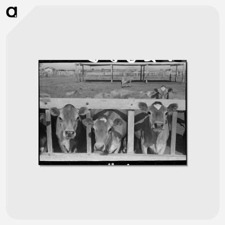アートポストカード-Dairy Cattle at the Feed Trough
 - ラッセル リー Postcard.