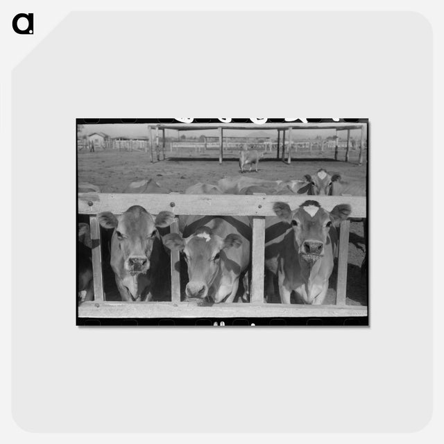 アートポストカード-Dairy Cattle at the Feed Trough
 - ラッセル リー Postcard.