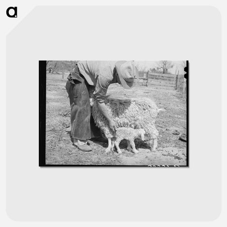 アートポストカード-Tickling the Kid
 - ラッセル リー Postcard.