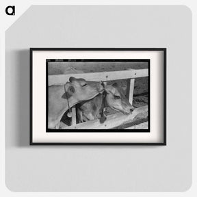 アートポスター-Dairy Cattle at Casa Grande Valley Farms
 - ラッセル リー Poster.