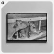 アートパネル-Dairy Cattle at Casa Grande Valley Farms
 - ラッセル リー Canvas.