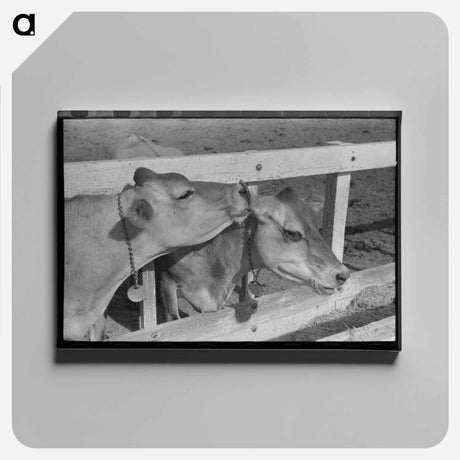 アートパネル-Dairy Cattle at Casa Grande Valley Farms
 - ラッセル リー Canvas.