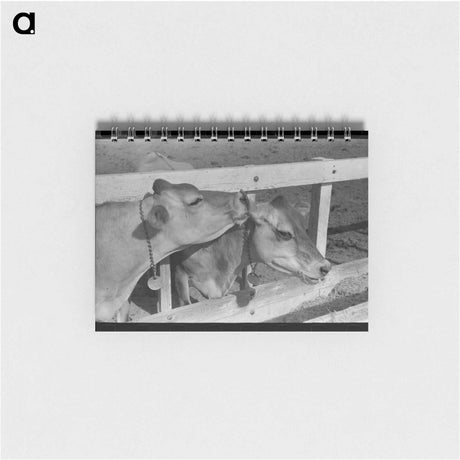 アートメモ帳-Dairy Cattle at Casa Grande Valley Farms
 - ラッセル リー Memo.