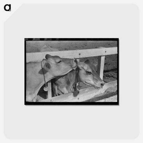 アートポストカード-Dairy Cattle at Casa Grande Valley Farms
 - ラッセル リー Postcard.