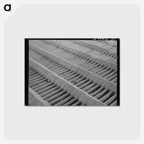 アートポストカード-Wheat on the Slats
 - ラッセル リー Postcard.