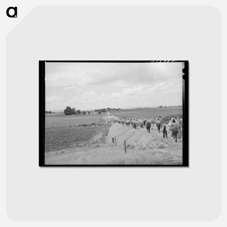 アートポストカード-Pea Pickers
 - ラッセル リー Postcard.
