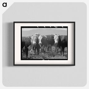 アートポスター-Cattle. Cruzen Ranch, Valley County, Idaho
 - ラッセル リー Poster.