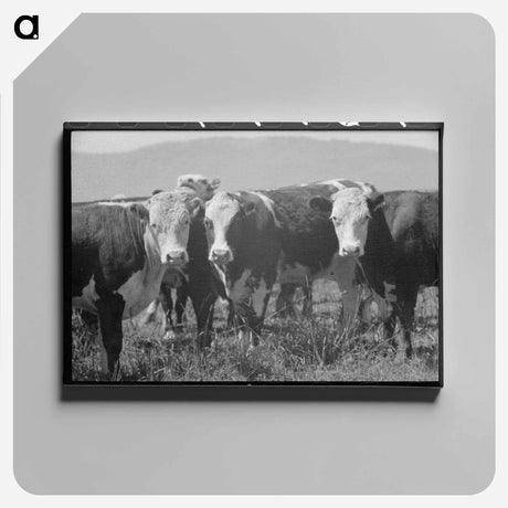 アートパネル-Cattle. Cruzen Ranch, Valley County, Idaho
 - ラッセル リー Canvas.