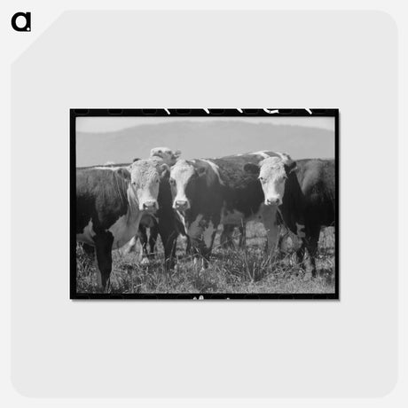 アートポストカード-Cattle. Cruzen Ranch, Valley County, Idaho
 - ラッセル リー Postcard.