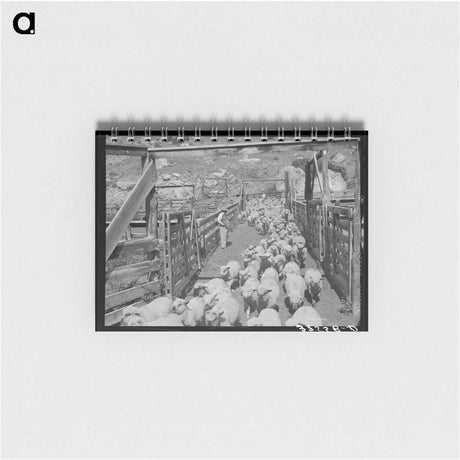 アートメモ帳-Fat Lambs to Market
 - ラッセル リー Memo.