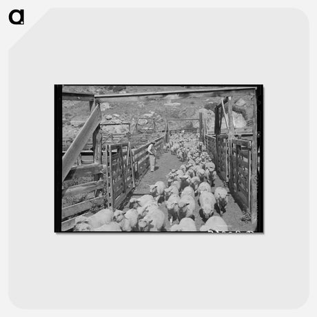 アートポストカード-Fat Lambs to Market
 - ラッセル リー Postcard.