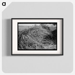アートポスター-Sorghum, Lake Dick Project, Arkansas
 - ラッセル リー Poster.