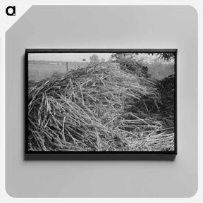 アートパネル-Sorghum, Lake Dick Project, Arkansas
 - ラッセル リー Canvas.