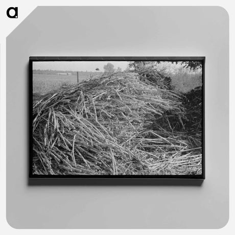 アートパネル-Sorghum, Lake Dick Project, Arkansas
 - ラッセル リー Canvas.
