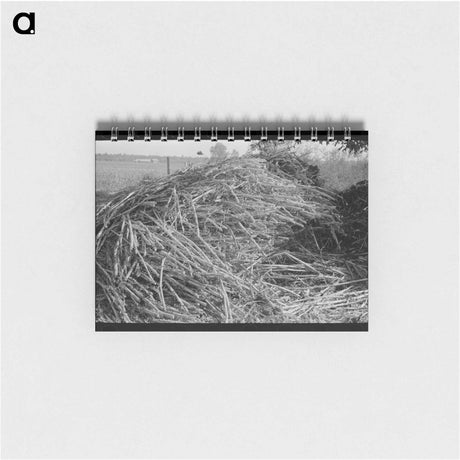 アートメモ帳-Sorghum, Lake Dick Project, Arkansas
 - ラッセル リー Memo.