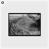 アートポストカード-Sorghum, Lake Dick Project, Arkansas
 - ラッセル リー Postcard.