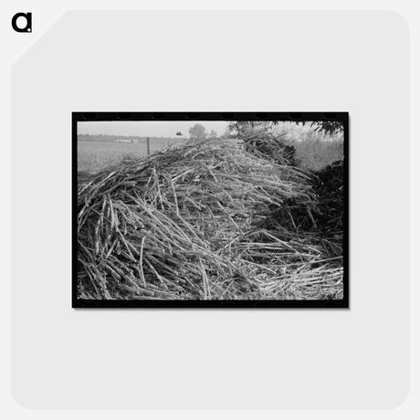 アートポストカード-Sorghum, Lake Dick Project, Arkansas
 - ラッセル リー Postcard.