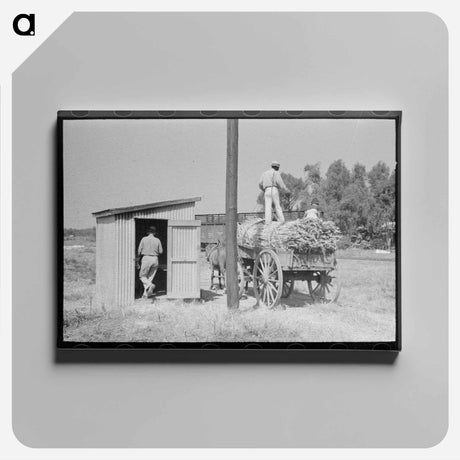 アートパネル-Load of Sugarcane
 - ラッセル リー Canvas.