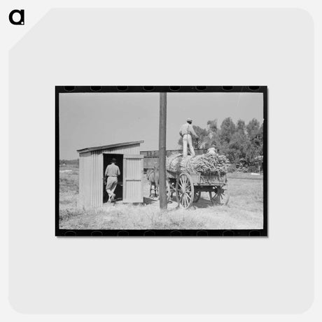 アートポストカード-Load of Sugarcane
 - ラッセル リー Postcard.