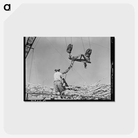 アートポストカード-Sugarcane Hoisting
 - ラッセル リー Postcard.