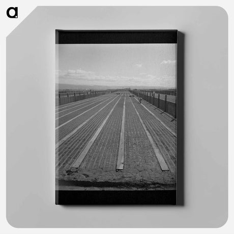 アートパネル-Guayule Nursery
 - ラッセル リー Canvas.