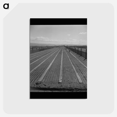 アートポストカード-Guayule Nursery
 - ラッセル リー Postcard.