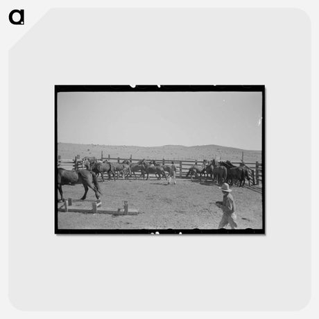 アートポストカード-Cowboys at Marfa Ranch
 - ラッセル リー Postcard.