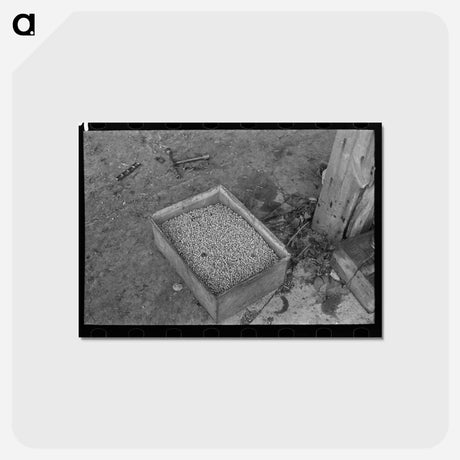 アートポストカード-Boxes of Peas
 - ラッセル リー Postcard.