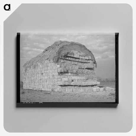 アートパネル-Baled Hay, Mineral King
 - ラッセル リー Canvas.