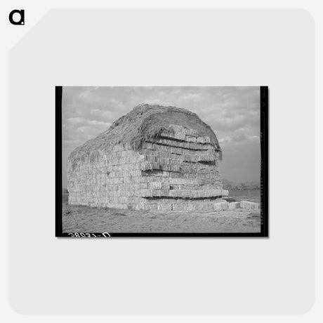 アートポストカード-Baled Hay, Mineral King
 - ラッセル リー Postcard.