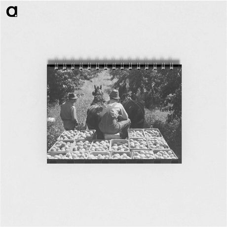 アートメモ帳-Peach Crates, Delta County
 - ラッセル リー Memo.