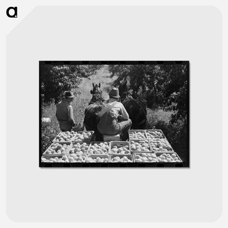 アートポストカード-Peach Crates, Delta County
 - ラッセル リー Postcard.