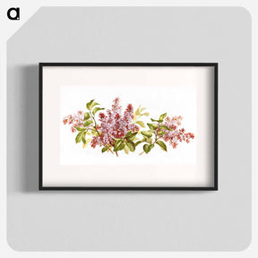 アートポスター-Purple Lilacs Study
 - ボストン公共図書館 Poster.