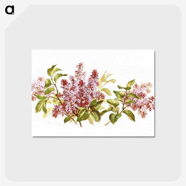 アートポストカード-Purple Lilacs Study
 - ボストン公共図書館 Postcard.