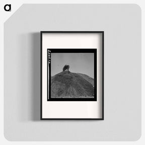 アートポスター-Shasta Dam Excavation
 - ラッセル リー Poster.