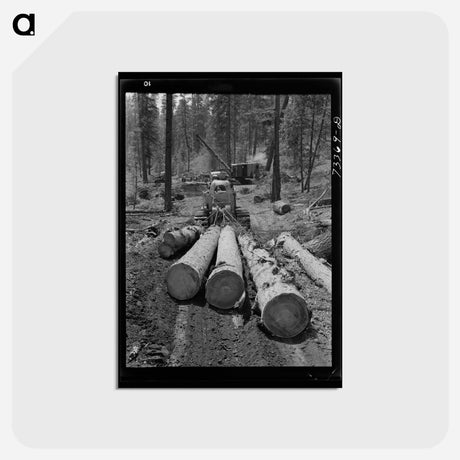 アートポストカード-Logging in Malheur National Forest
 - ラッセル リー Postcard.