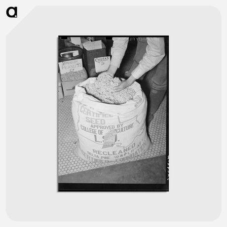 アートポストカード-Cotton Seed, San Augustine
 - ラッセル リー Postcard.