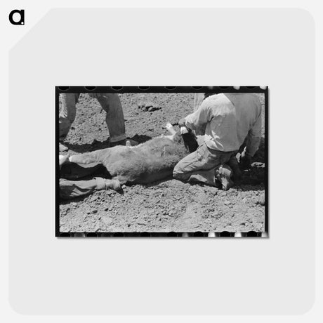 アートポストカード-Branding the Calf
 - ラッセル リー Postcard.