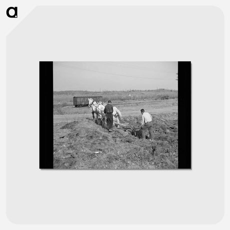 アートポストカード-Plowing Cut-Over Land
 - ラッセル リー Postcard.