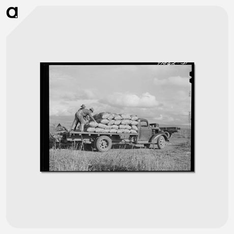 アートポストカード-Sacked Potatoes
 - ラッセル リー Postcard.